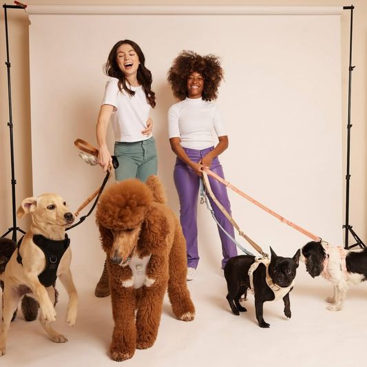 Geschirr 'EASY FIT' - Schwarz