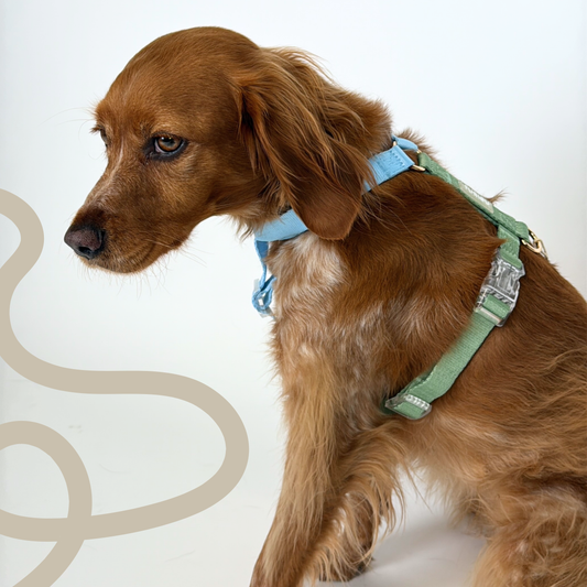 Geschirr 'Blau & Hellgrün'