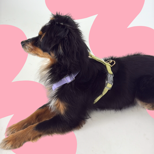 Geschirr 'Lavendel & Lime'