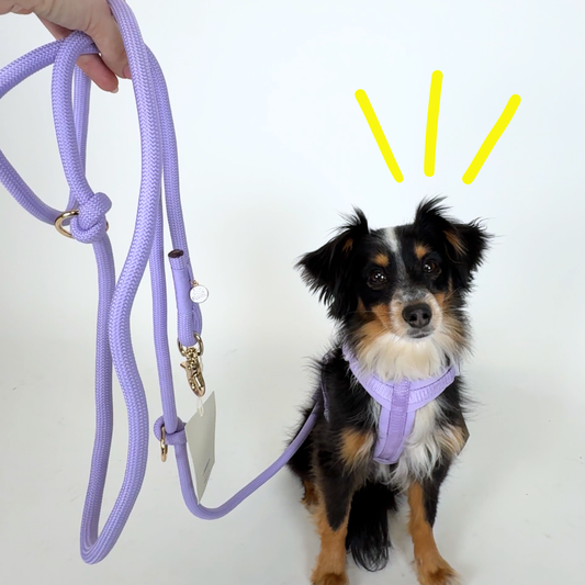 Hands-Free Leine 'Lavender'