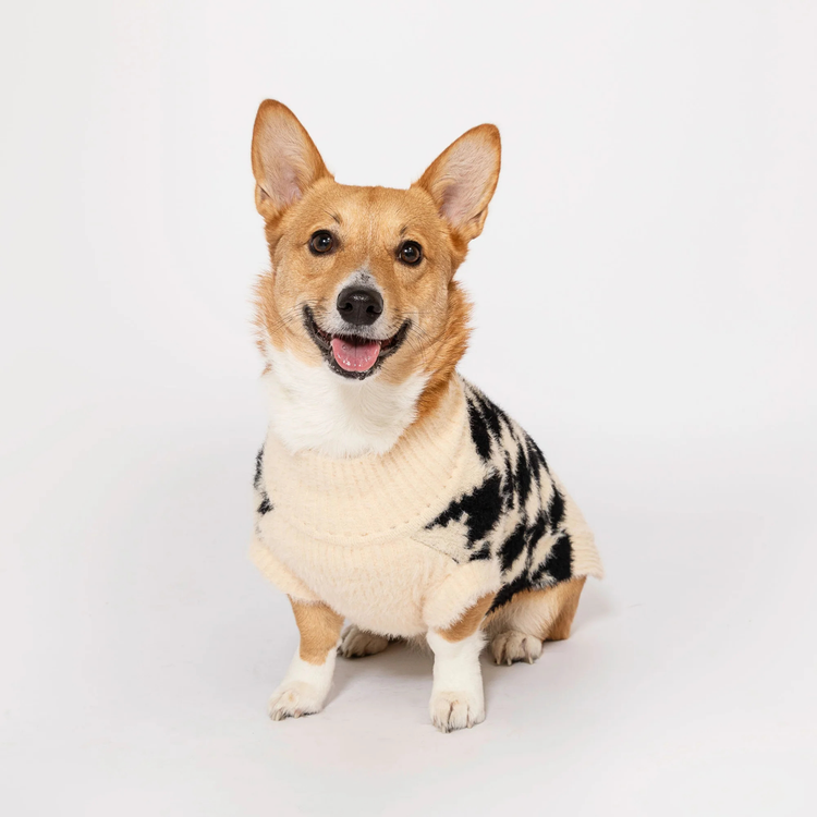 Regenmantel Hund