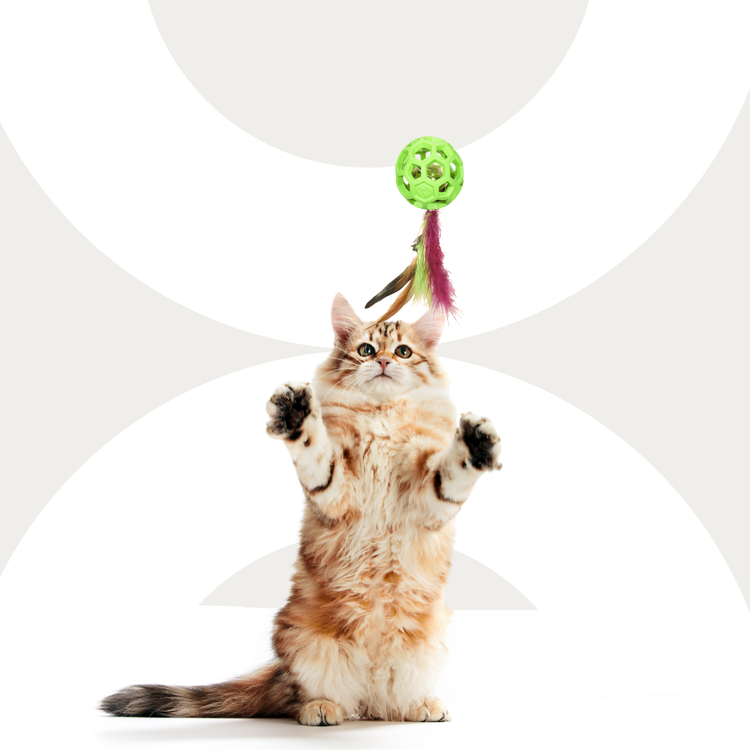 Katze Zuhause