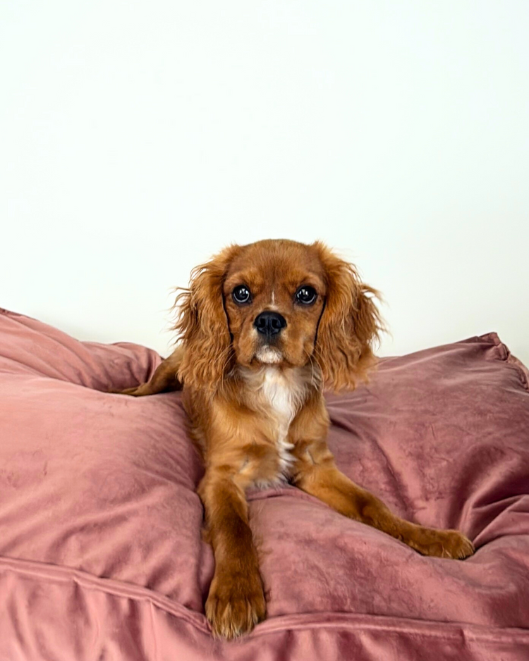Hund Favoriten