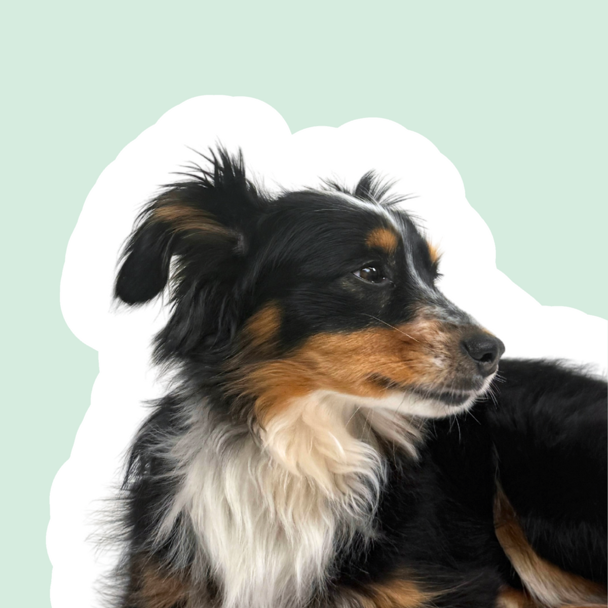 Alles für Hunde