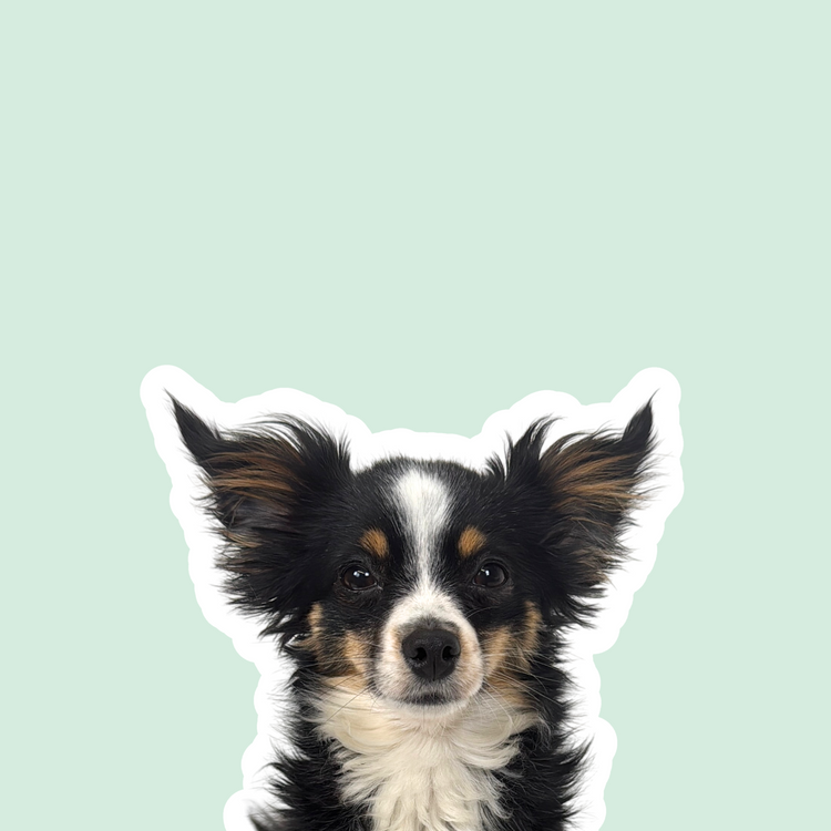 Zubehör für kleine Hunde