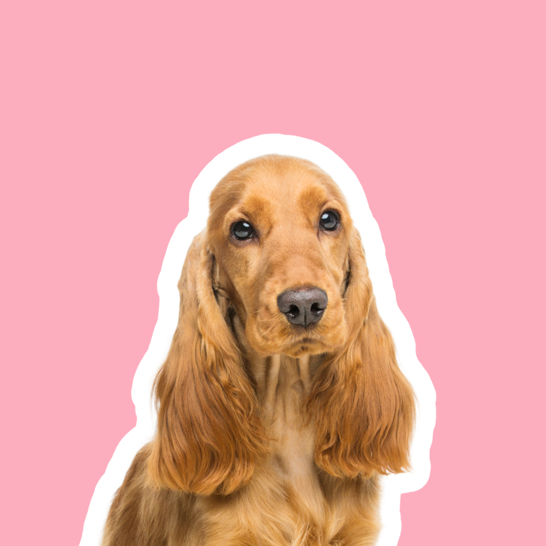 Hund Midi