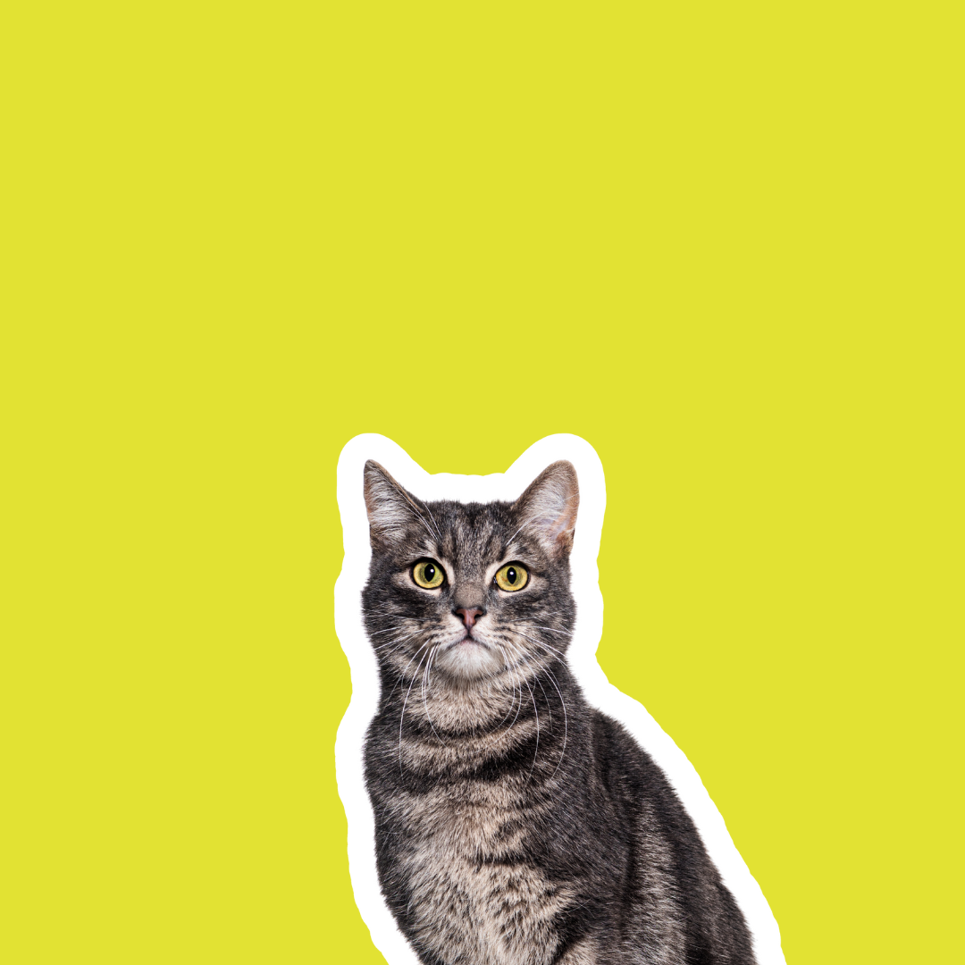 Zubehör Katze