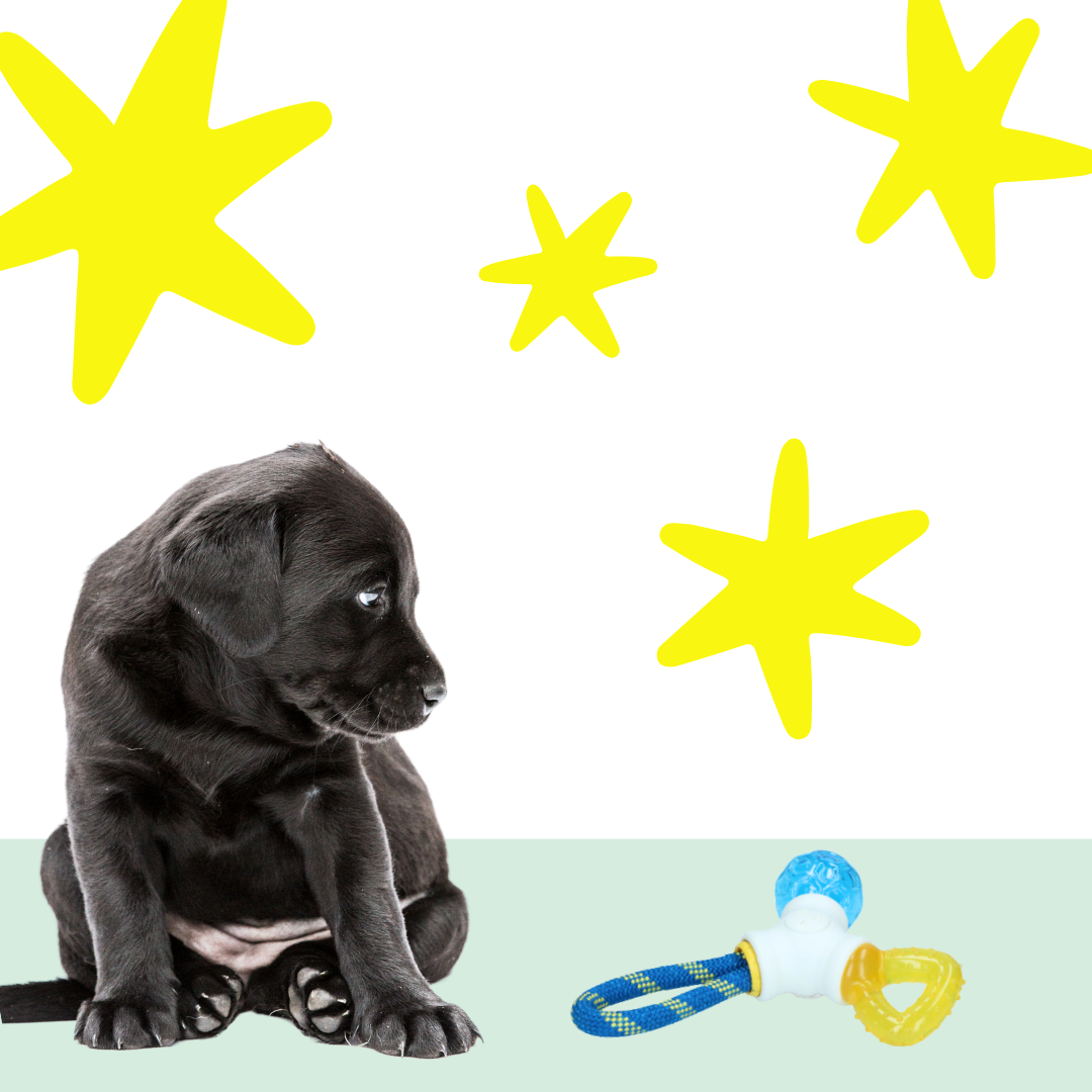 Puppy Connects