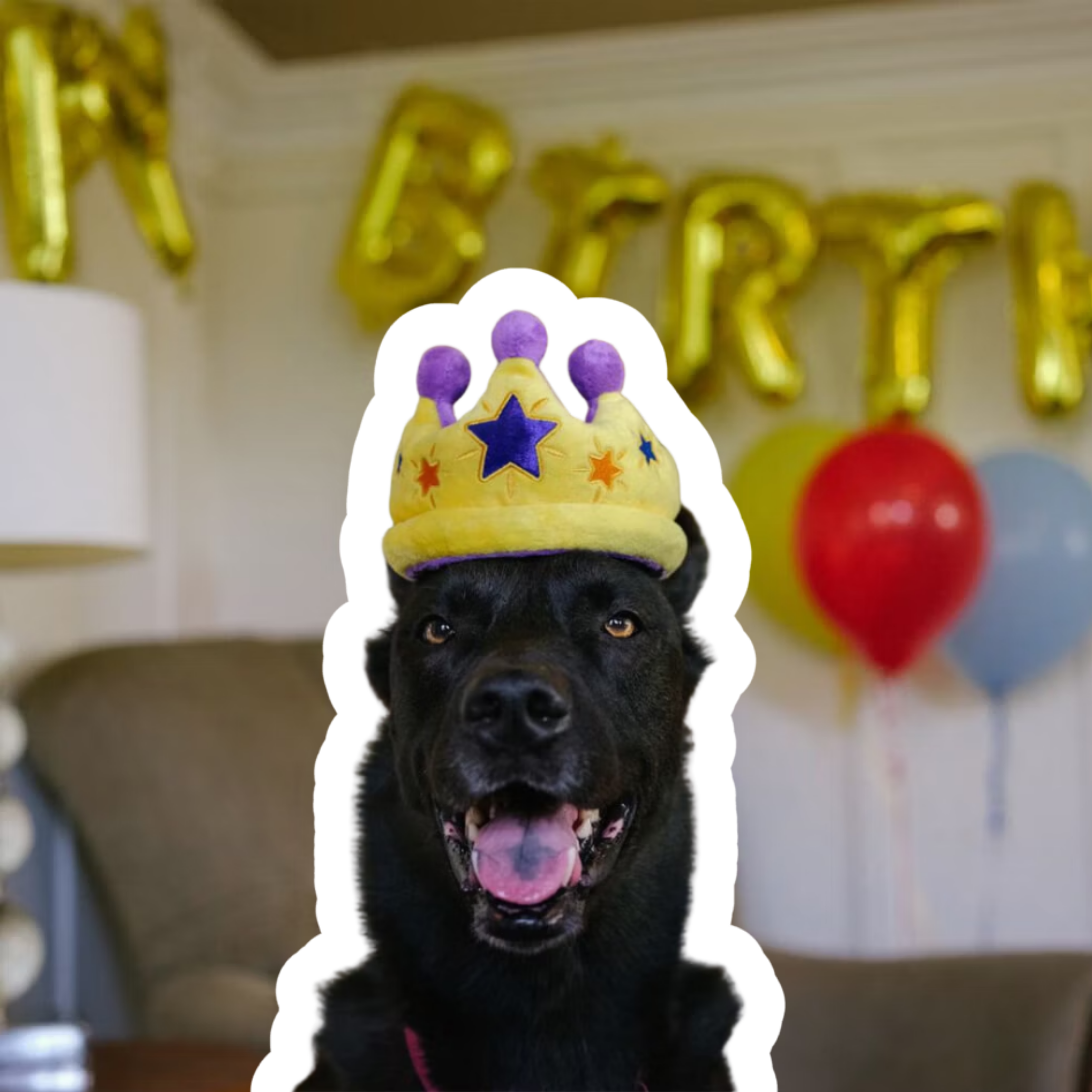 Canine Crown