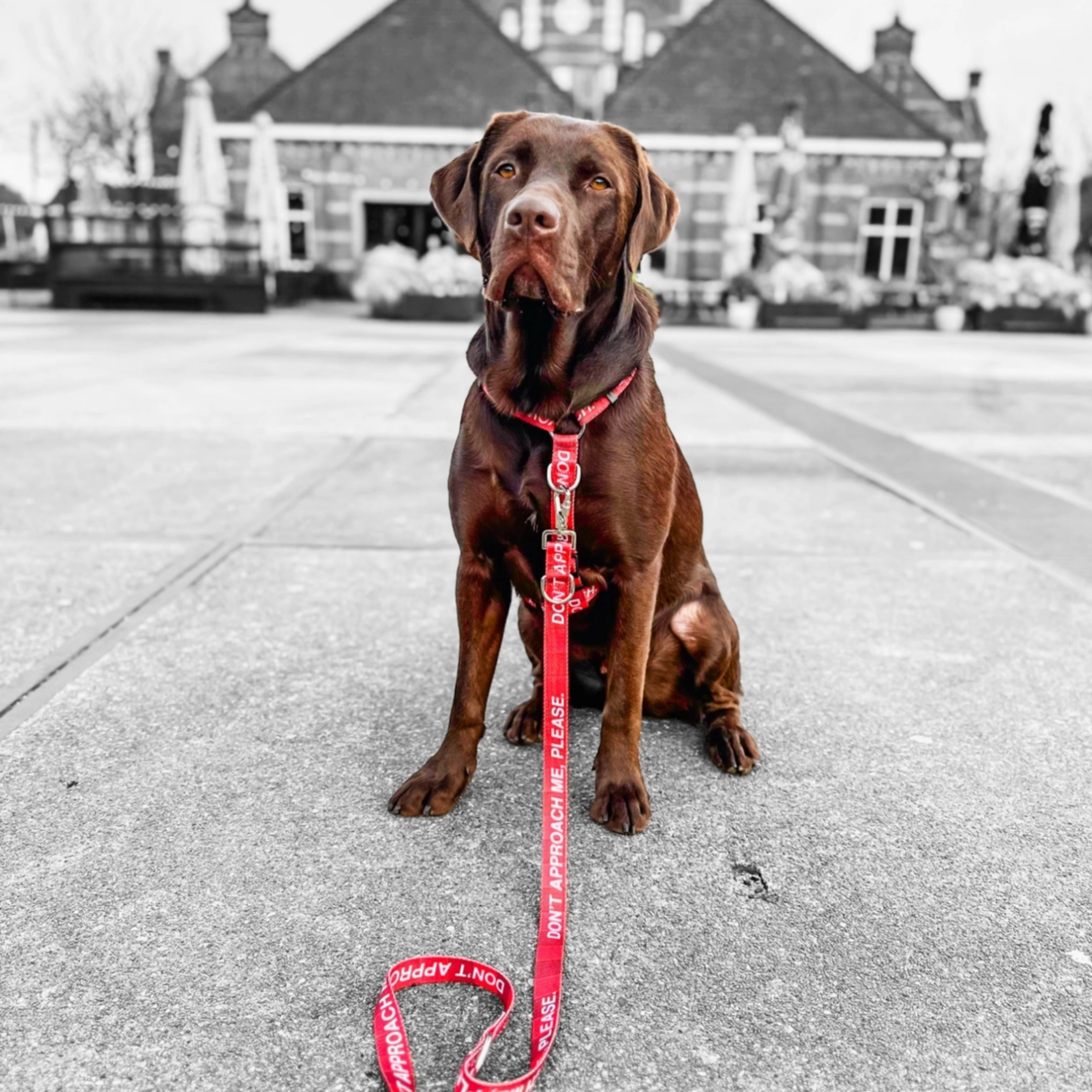 Statement-Leine 'Don’t Approach Me, Please'