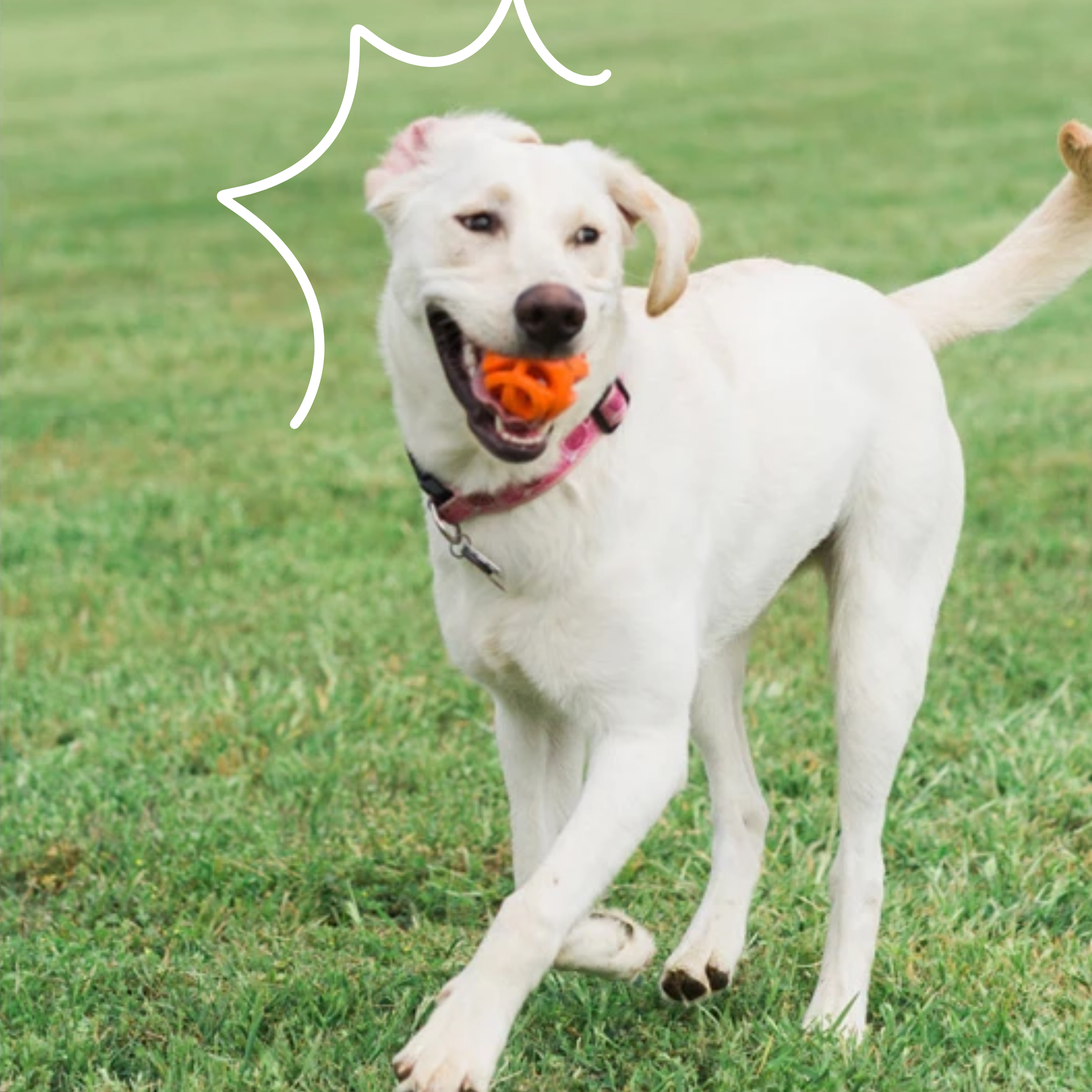 Ball 'Air Fetch' - M