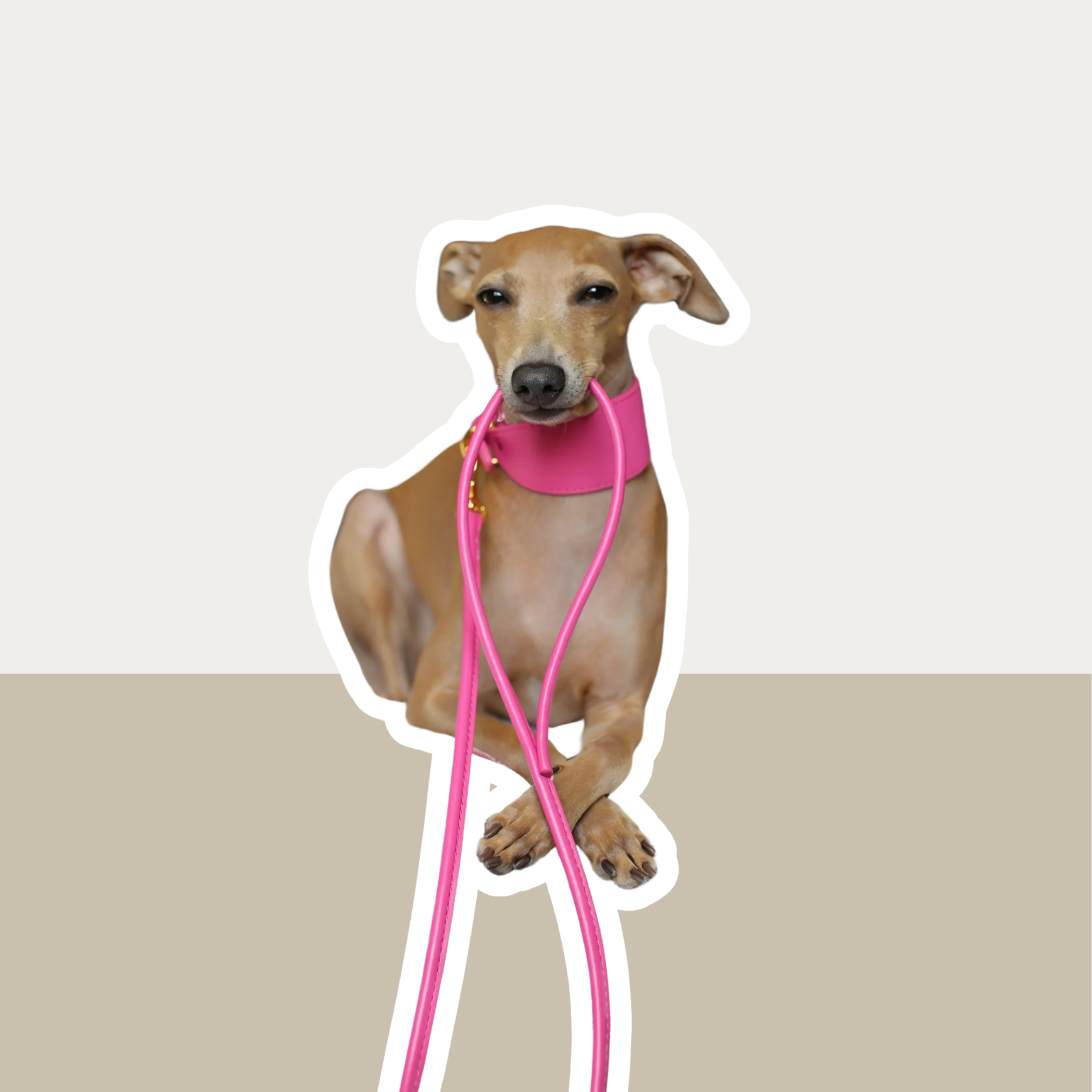 Leine 'Hot Pink' (M)