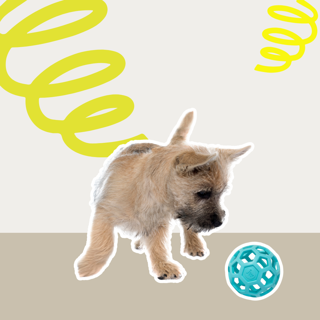 Hol-ee Roller – Small