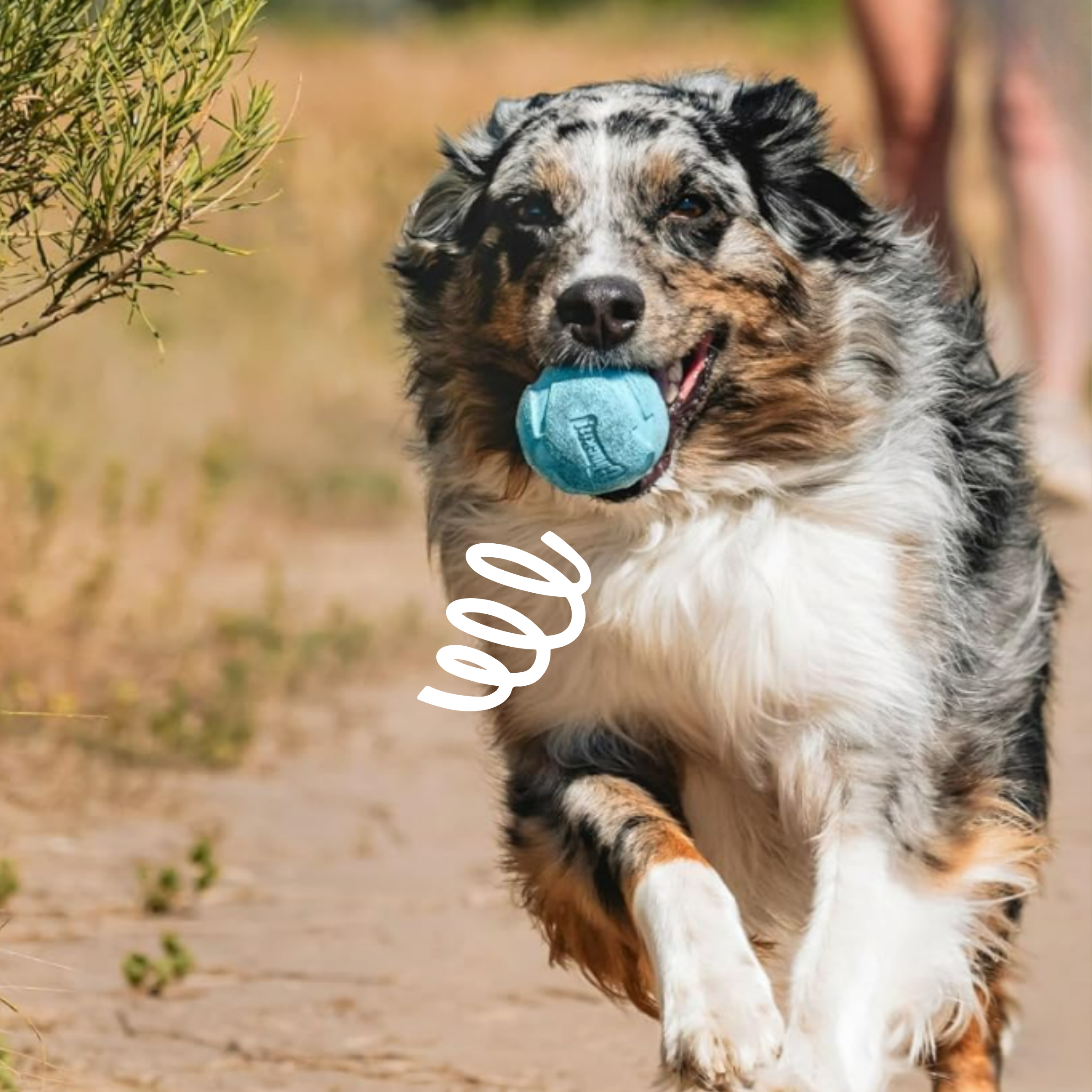 Set 'Rebounce Fetch Ball'