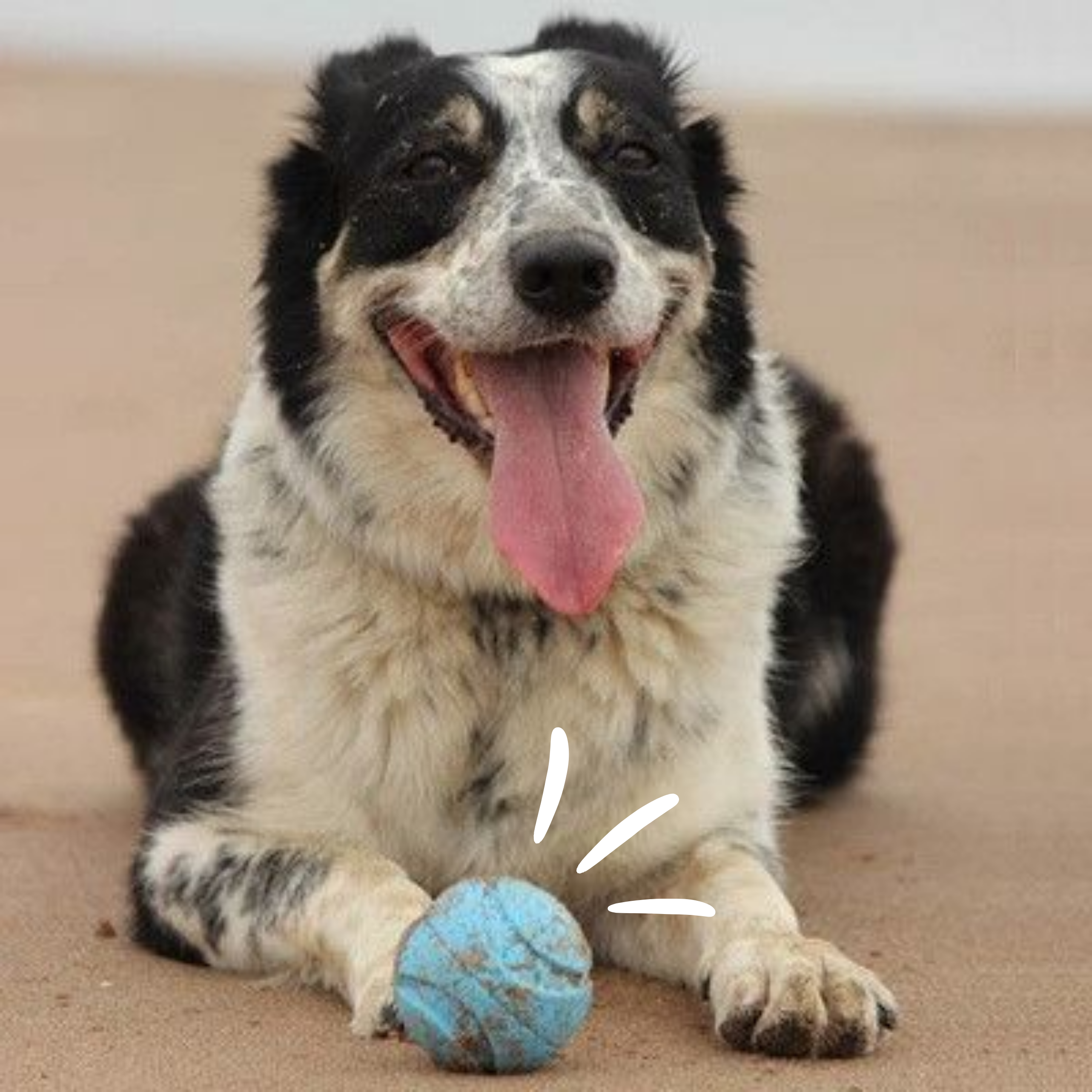 Set 'Fetch Ball'