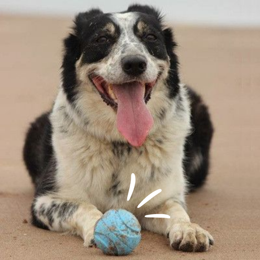 Set 'Fetch Ball'