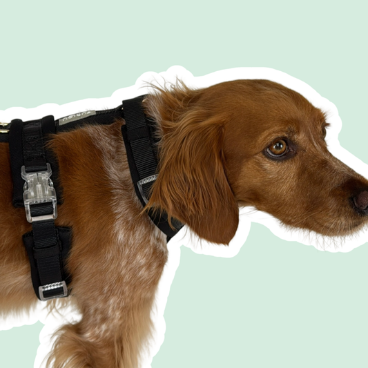 Komfort Geschirr 'Tan'