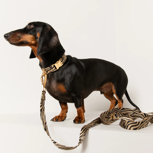 Leine 'Zebra'