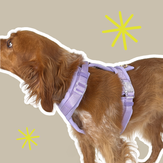 Komfort Geschirr 'Lavendel'