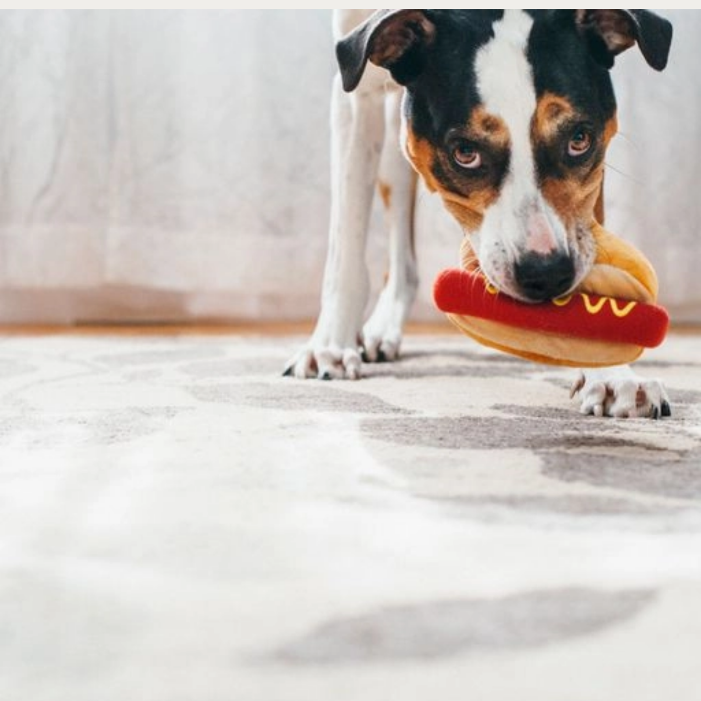 Hot Dog