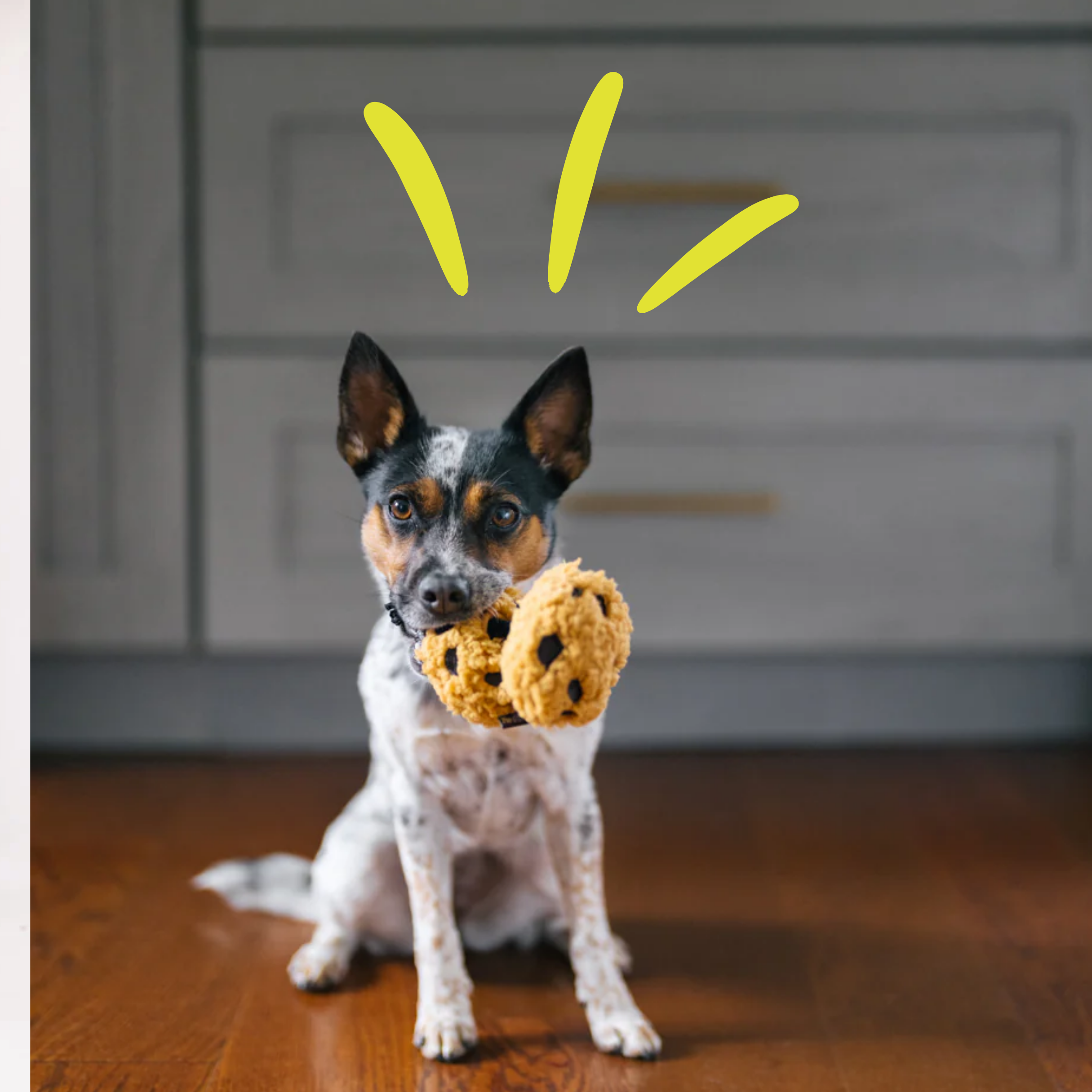 Cookies (Mini)