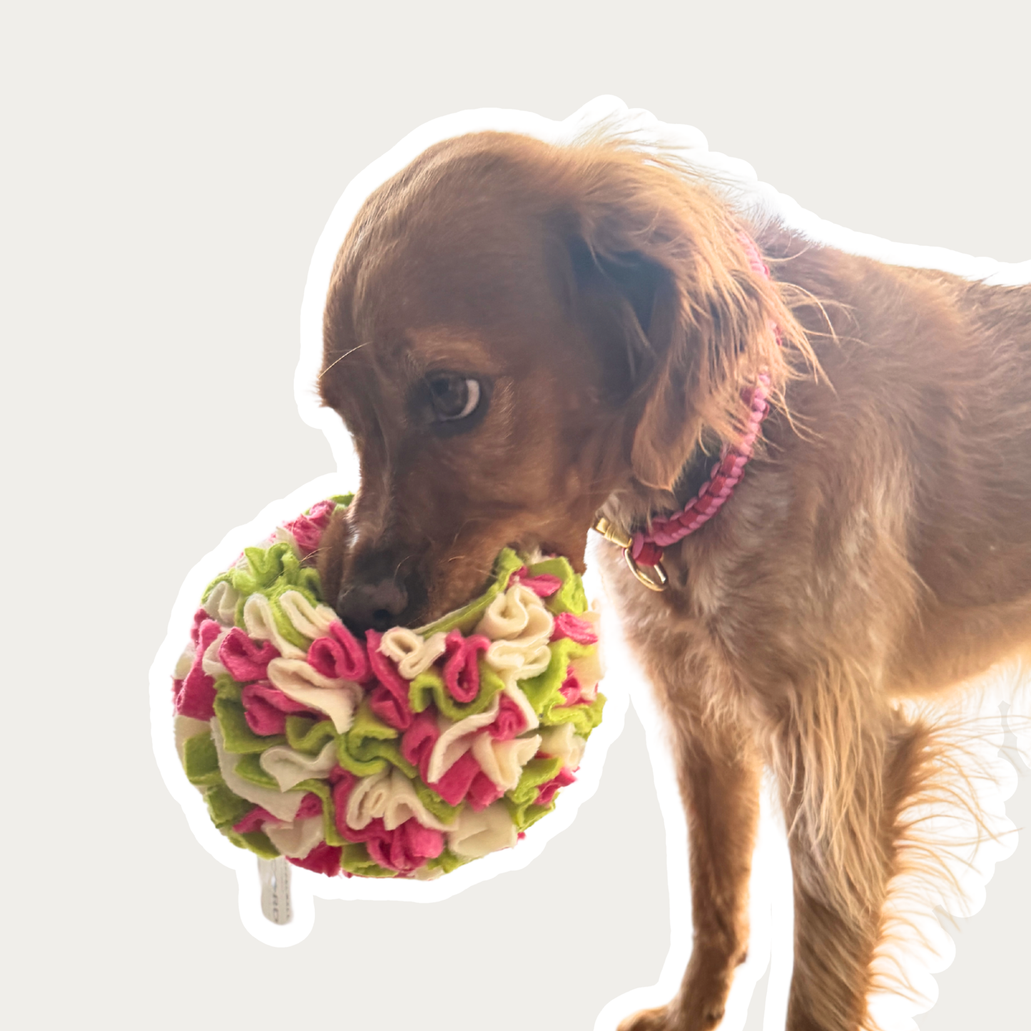 Schnüffelball 'Kiwi'
