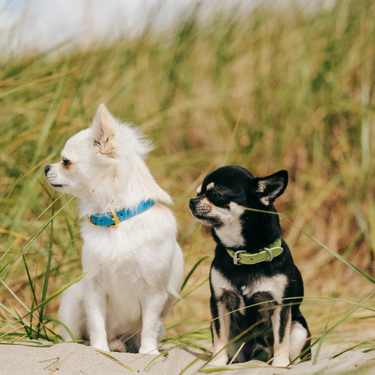 Halsband 'Croco Pastel Green'
