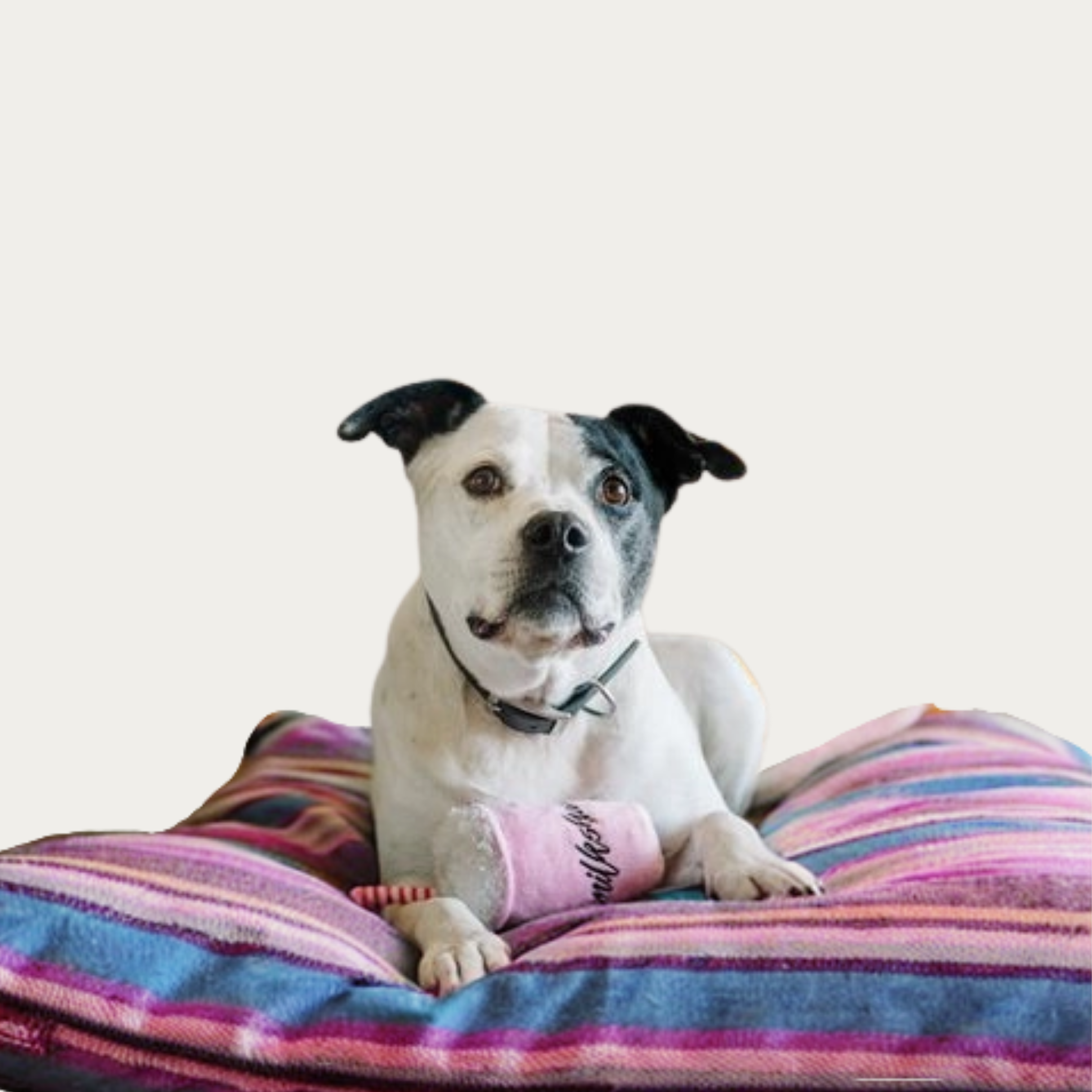 Pupshake