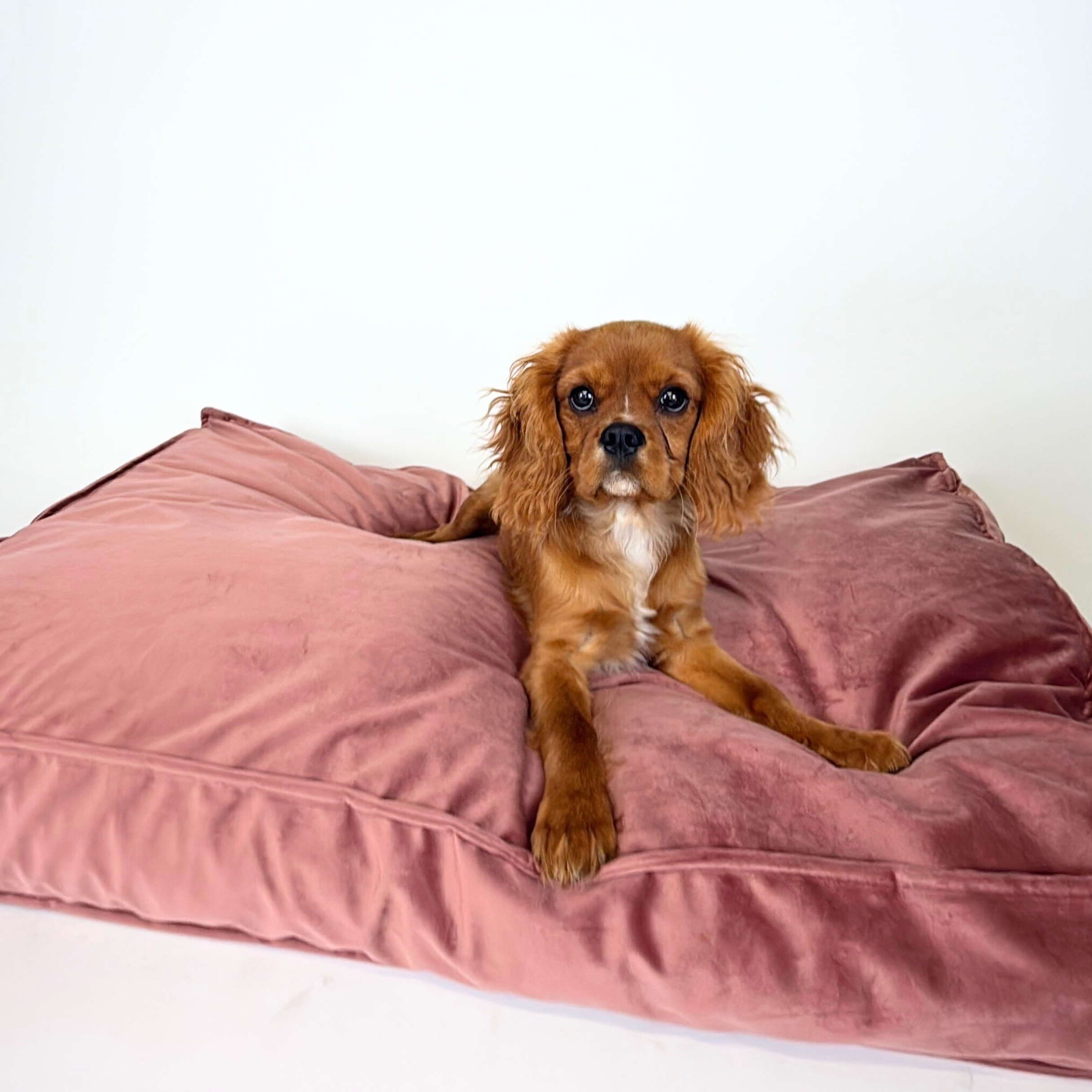 'Blush' Bett