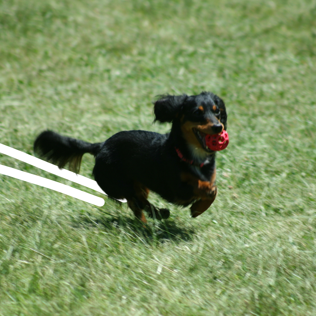 Hol-ee Roller – Small