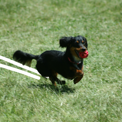 Hol-ee Roller – Small