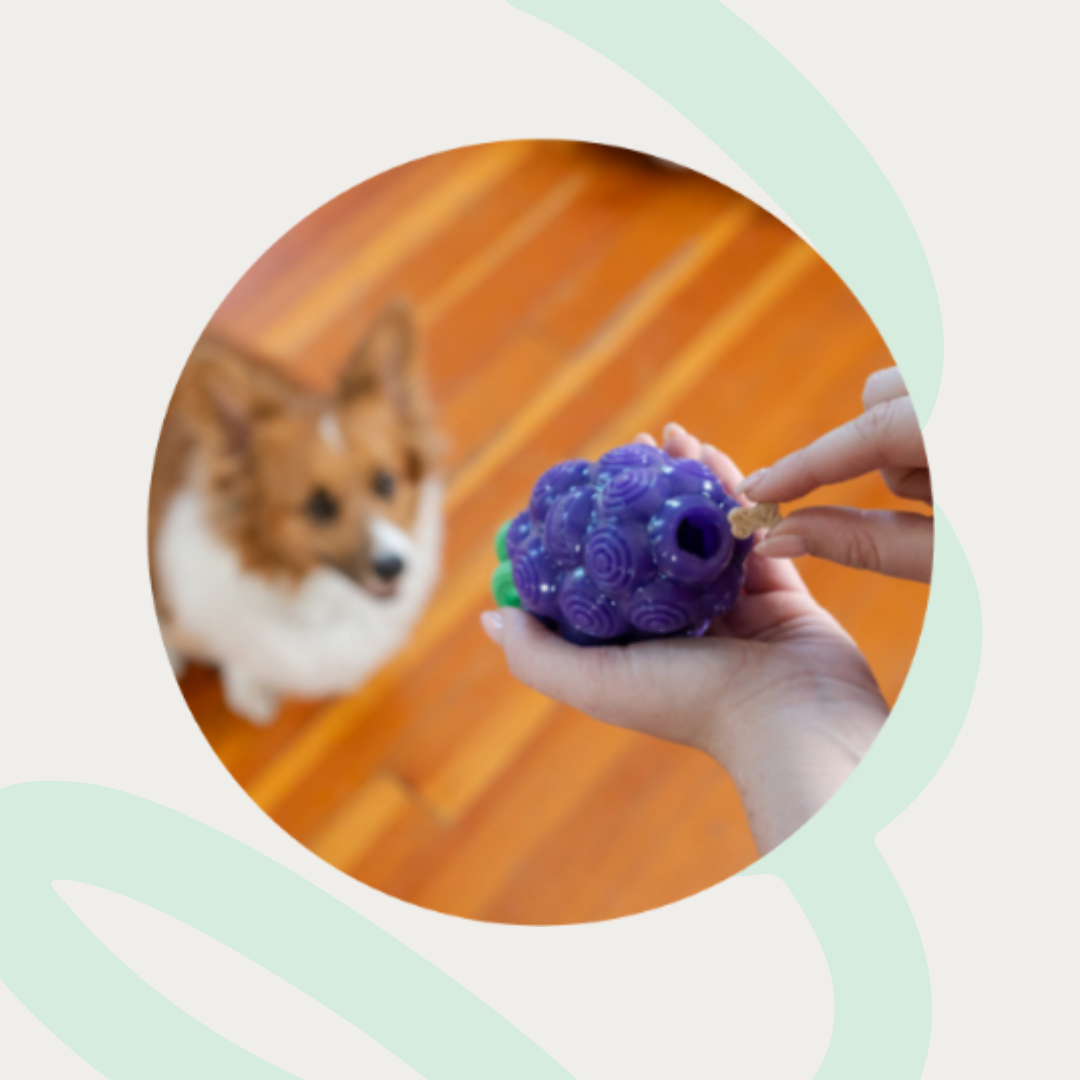 Dental Grape