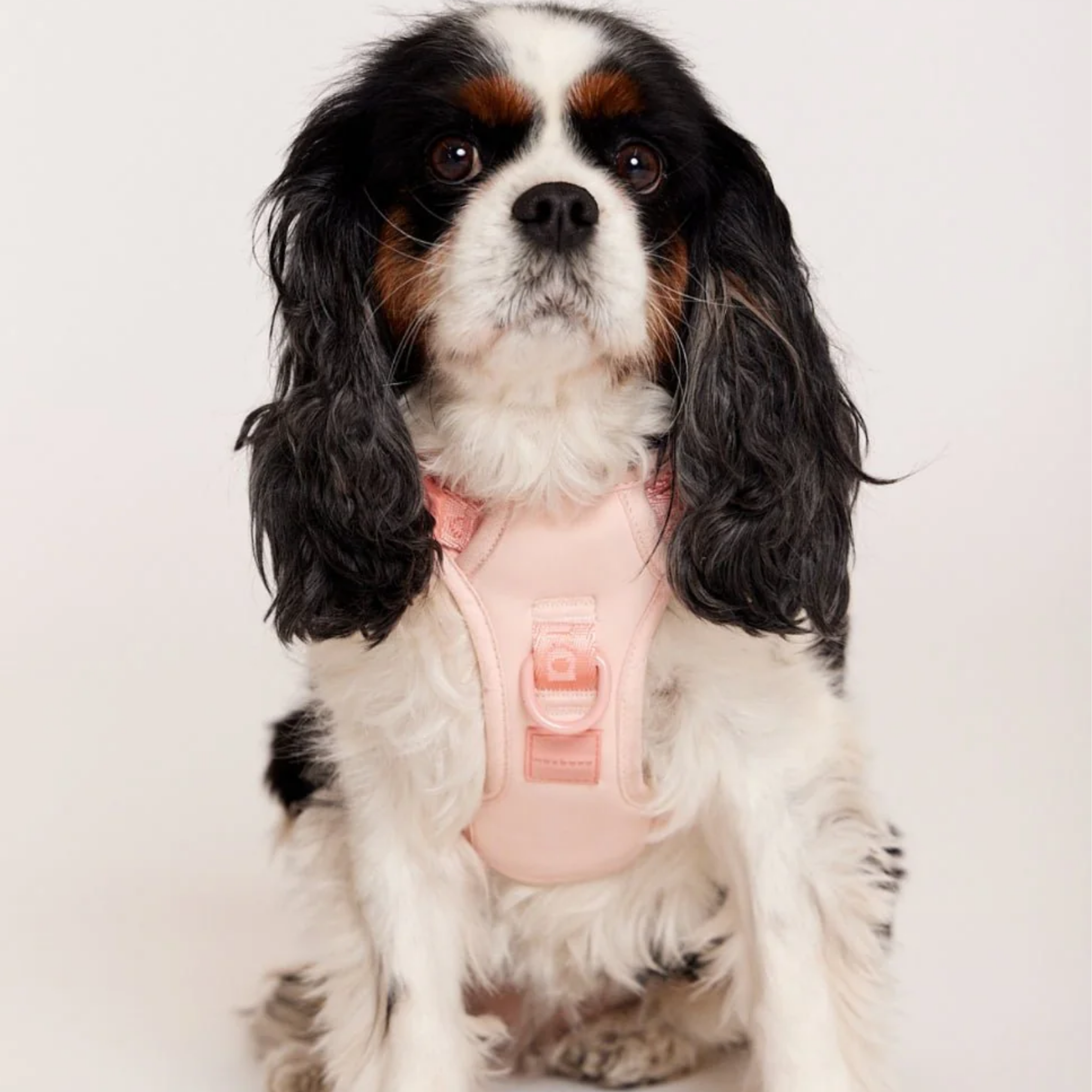 Geschirr 'EASY FIT' - Peach