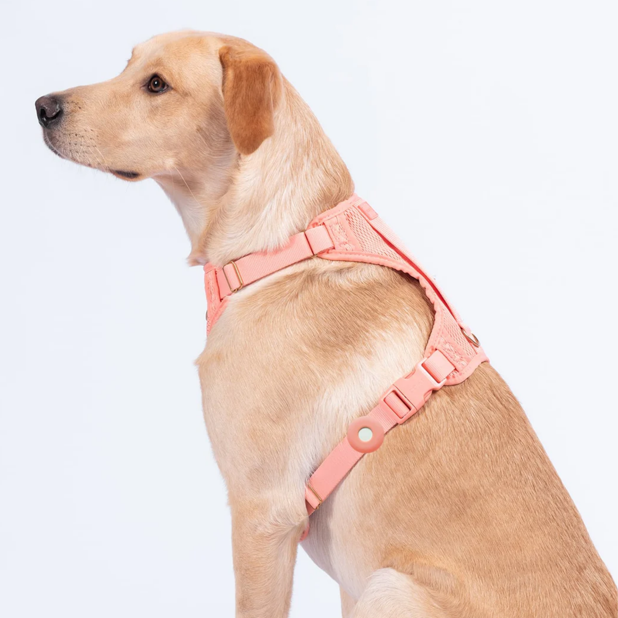 AirTag Halter 'Fetch'