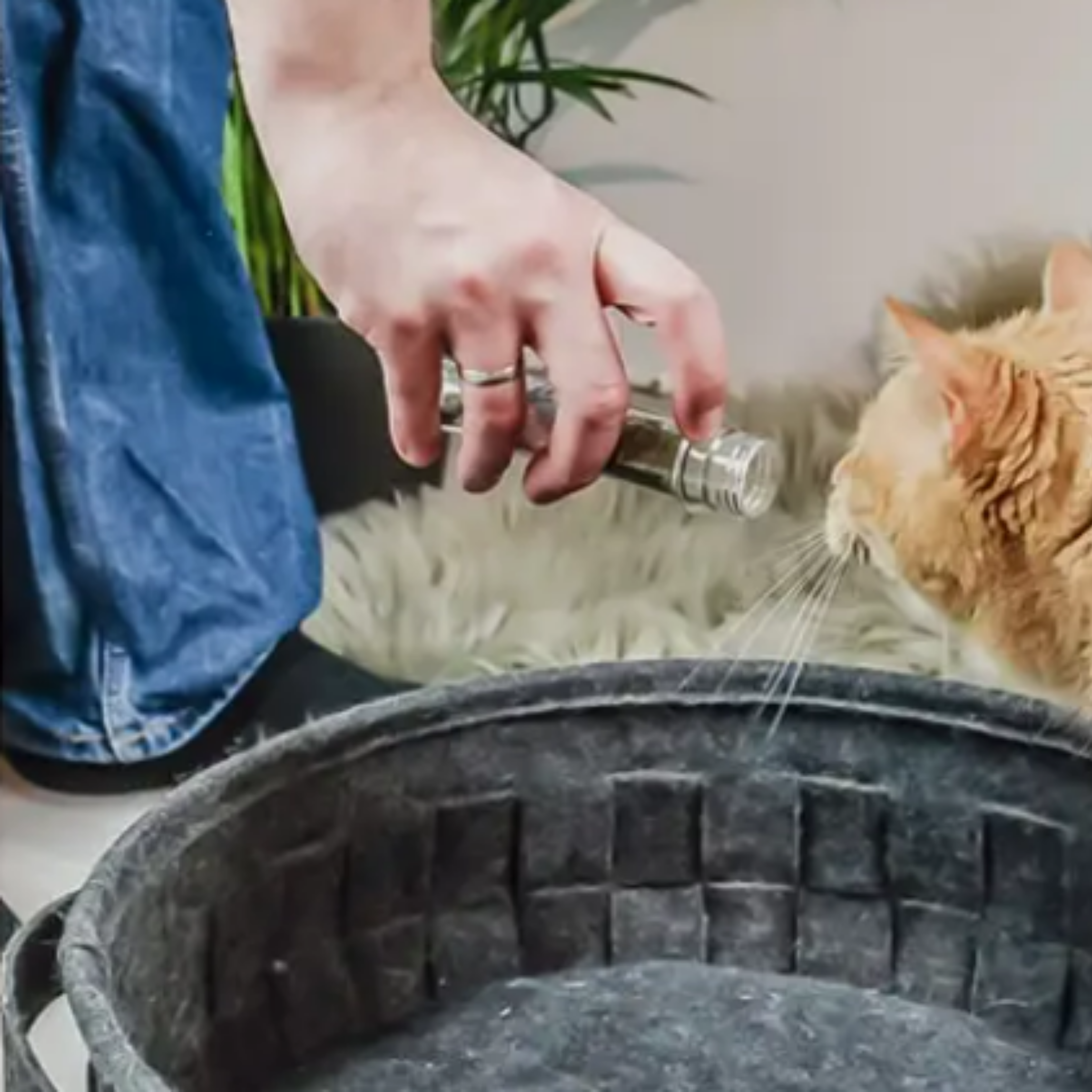 Katzenkräuter Mix - 3er Set