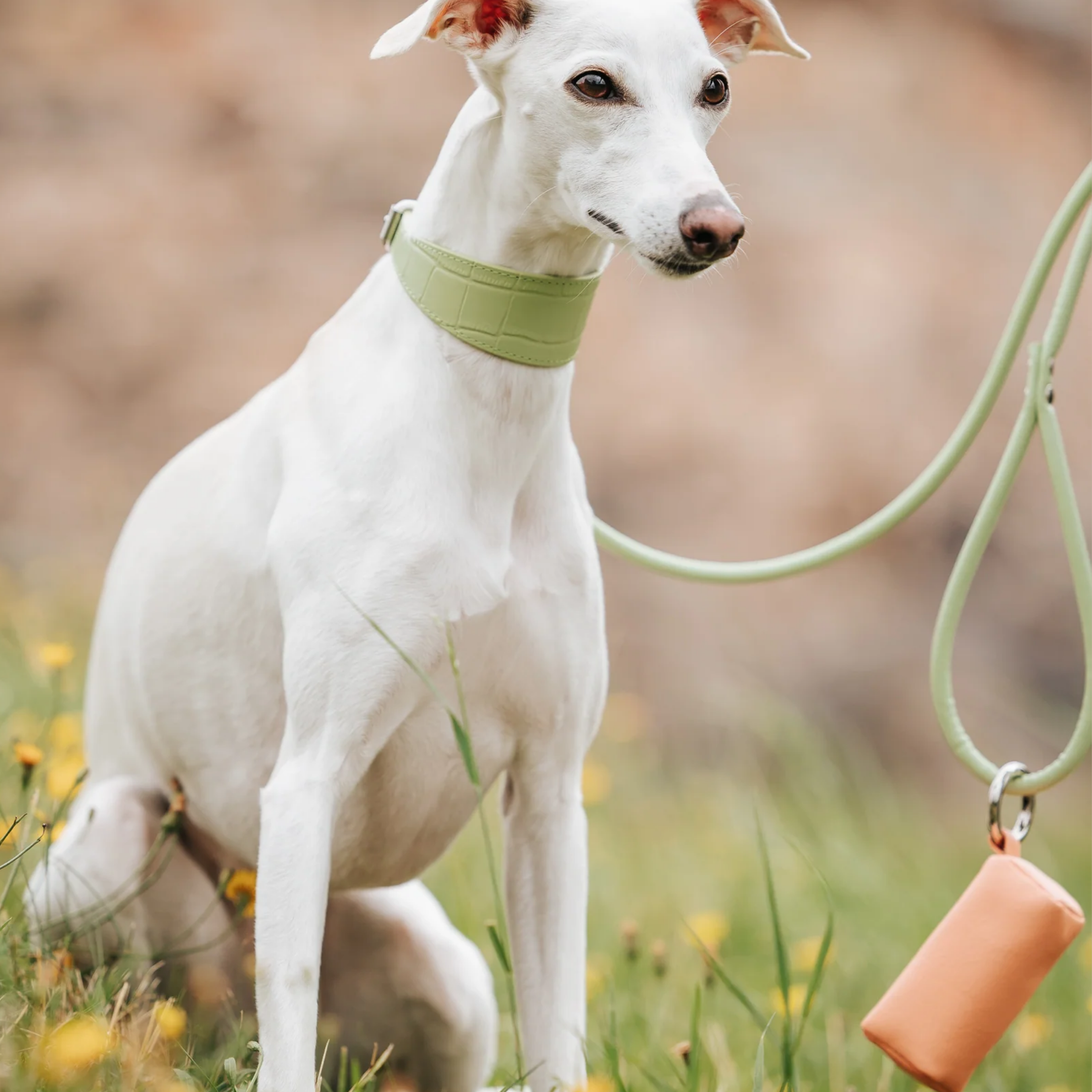 Leine 'Pastel Green' (M)